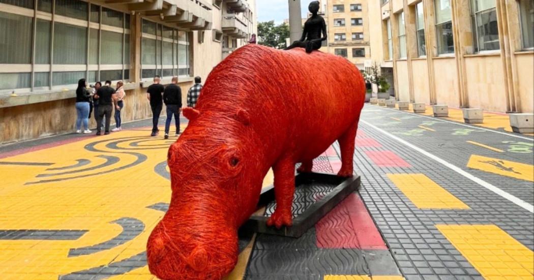 Es único en el mundo. El hipopótamo rojo y resiliente que vivirá en Bogotá