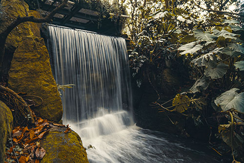 Jardin Botanico .ricardo Báez