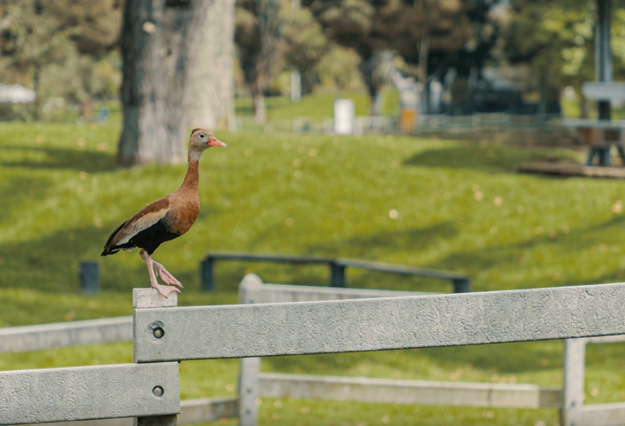El Parque de los Novios es un lugar para descansar y observar la gran variedad de aves de Bogotá. Foto: Carlos Viancha - IDT