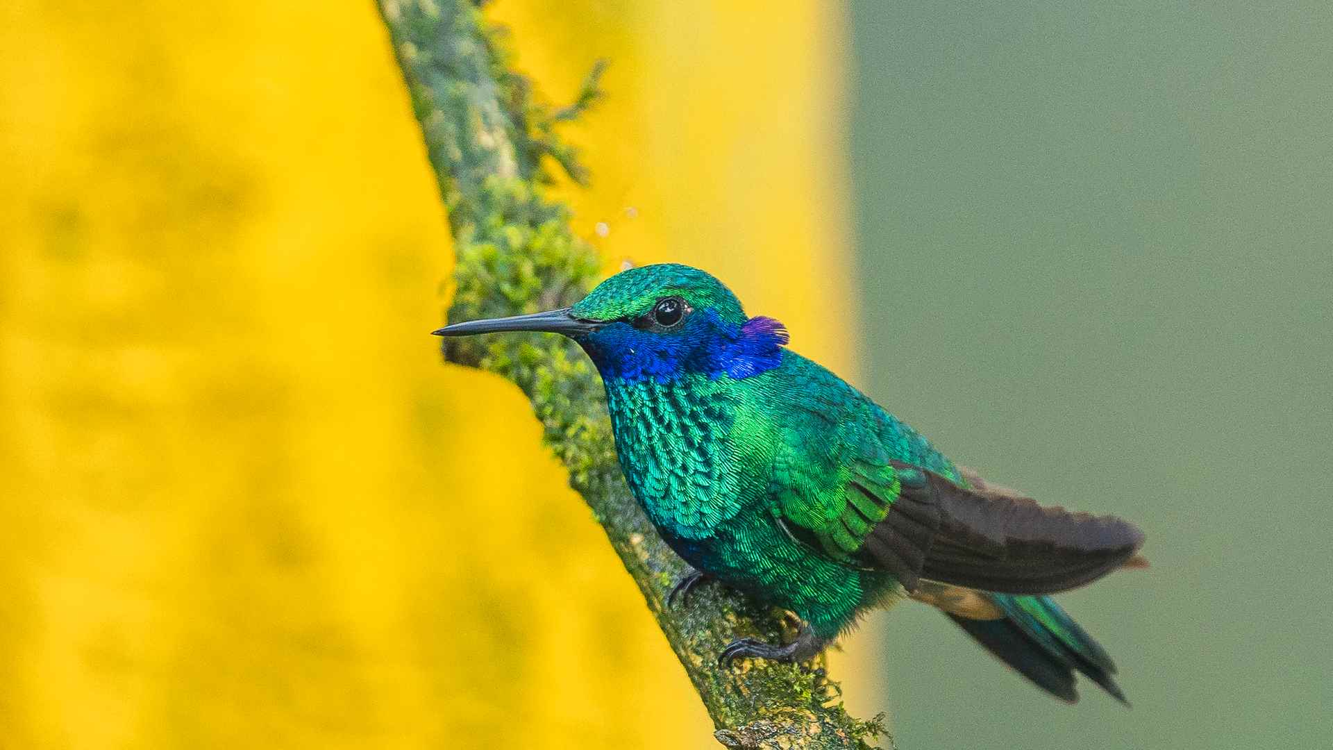 Bellos paisajes y avistamiento de aves son parte del plan de la Bogotá desde las alturas. Foto: IDT