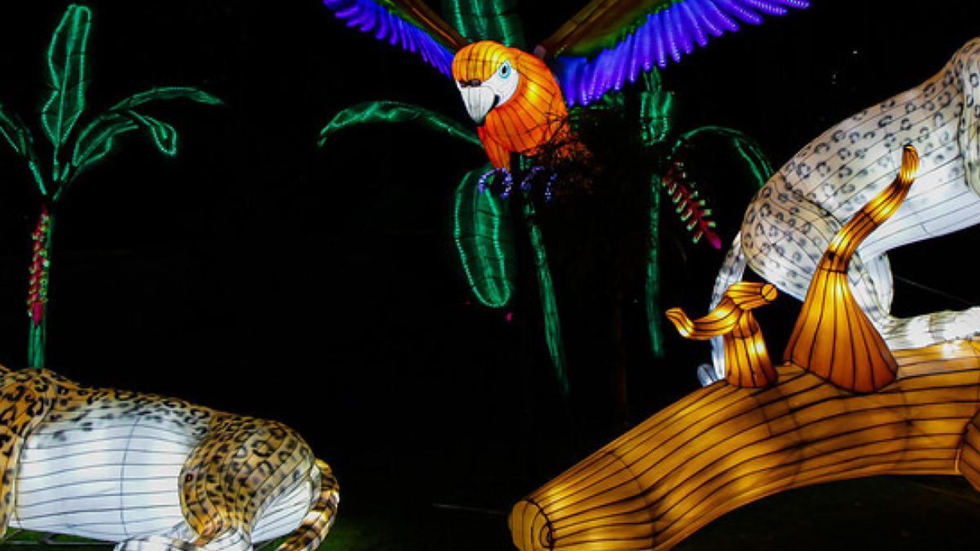 Esculturas de luces de la fauna colombiana con una guacamaya y un jaguar iluminados en la noche.