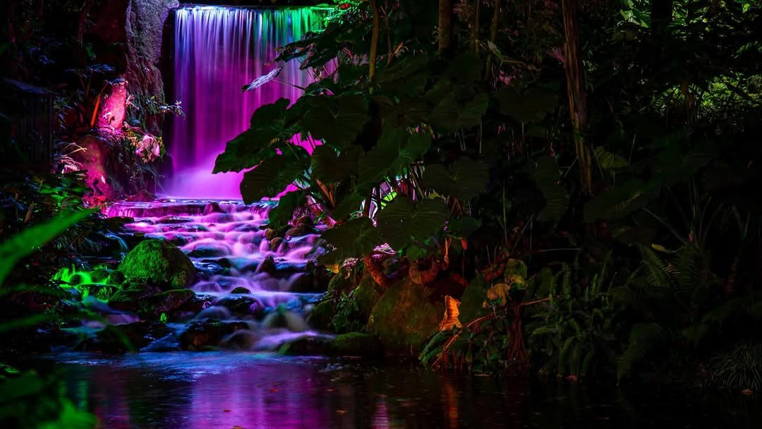 Una cascada bellamente iluminada con tonos morados y verdes en un entorno selvático nocturno en el Jardín Botánico. Fotografía del Jardín Botánico.