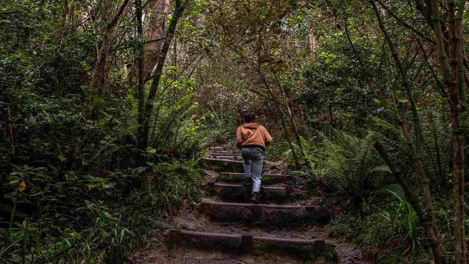 Un hombre de espaldas sube unas escaleras de piedra rodeadas por la densa vegetación y los árboles del bosque.
