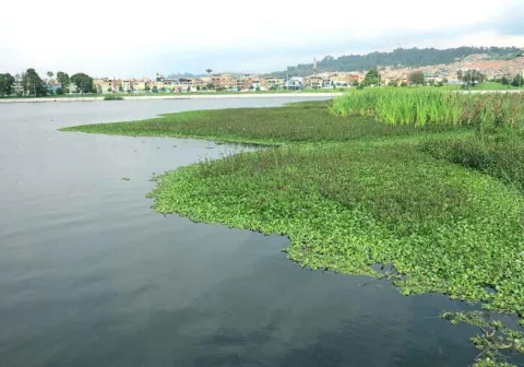 Humedal Juan Amarillo dentro del pozo de agua con plantas acuáticas verdes pobladas. Muy al fondo se ven edificaciones y una montaña de Suba.