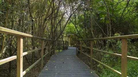 Córdoba Wetland wooden path among trees with sunlight filtering through.