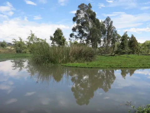 Humedal La Conejera primer plano de agua reposada oscura donde se reflejan las nubes y el azul del cielo. Al fondo vegetación tupida y árboles frondosos y altos.