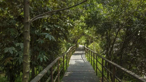 Córdoba Wetland long wooden walkway surrounded by dense trees with sunlight reflections.