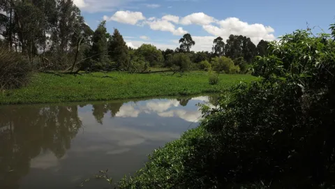  Humedal La Conejera imagen rectangular de vegetación que rodea con árboles y plantas agua estancada oscura donde se reflejan el cielo azul y las nubes.