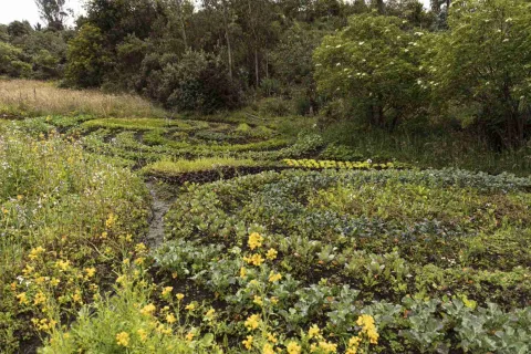 El Verjón Paramo, colorful and orderly crop area with yellow and green vegetation and damp soil. It is surrounded by lush trees.