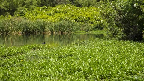 Córdoba Wetland natural lake surrounded by lush vegetation, with a small black duck swimming.