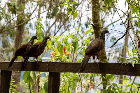 Sendero El Paramuno con tres aves guacharaca colombiana - Ortalis columbiana posadas sobre cerca de madera y que observan flores. 