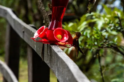 Sendero Cerro Monserrate con ave pájaro colibrí - Trochilidae - dorado en primer plano parado sobre un bebedero artificial que sostiene una barrera de madera. 