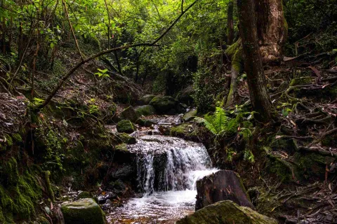 Eastern Hills with a flowing stream cutting through a forest surrounded by vegetation.