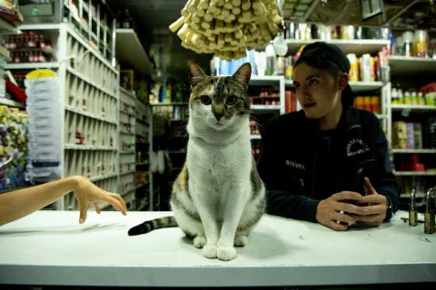 En esta fotografía, un gato atigrado blanco y marrón es el centro de atención, sentado erguido sobre un mostrador blanco y mirando directamente a la cámara. Detrás del gato, a la derecha, un joven con gorra negra y chaqueta oscura, que lleva una camiseta con la palabra "STEVEN", está sentado y gesticulando. A la izquierda, una mano se extiende sobre el mostrador. El fondo muestra estanterías llenas de productos y artículos, indicando que es una tienda o un puesto de abarrotes.