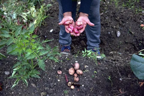 Manos campesinas muestran tuberculos y papas cosechadas.