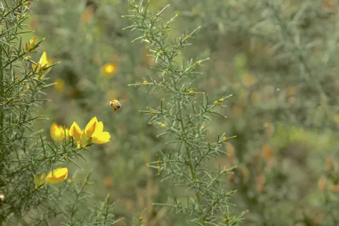Abeja acercándose a flor.