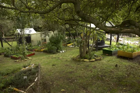 Finca con árboles, plantas, sembradío y huerta.