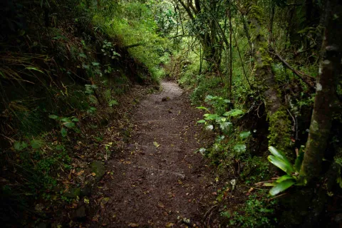 Sendero Santa Ana - La Aguadora con camino solitario en tierra y madera rodeado de vegetación