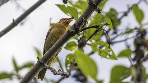 Un pájaro amarillo parado sobre una rama de un árbol con un insecto en la bo