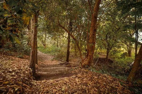 Camino entre un bosque rodeado por árboles y otra vegetación.