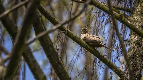 Un pájaro parado sobre una rama de un árbol.