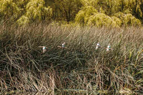 Cuatro aves sobrevuelan alrededor de vegetación.
