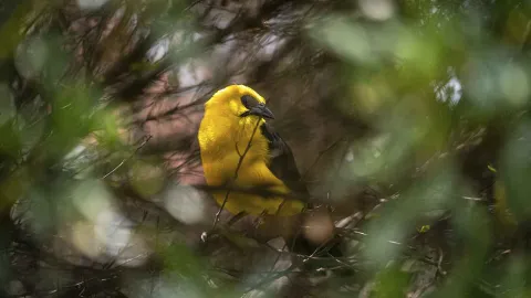 Un pájaro amarillo parado sobre una rama de un árbol con mucha vegetación.