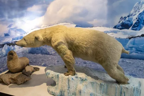 A polar scene recreated in a museum: an imposing polar bear, with white fur and a firm stance, advances across a block of ice while its gaze is fixed on a seal resting on the rocks. In the background, glaciers and snow-capped mountains complete the Arctic landscape, creating a cold and awe-inspiring atmosphere that evokes wildlife at the planet's extremes.
