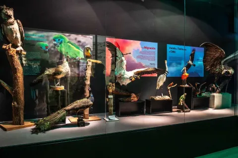 A museum display case dedicated to birds, where different taxidermied species are exhibited in various poses: some in full flight with their wings outstretched and others perched on logs. Colorful information panels accompany the display, addressing topics such as migration and behavior.