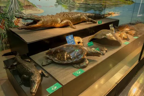 A museum display case with a collection of taxidermied reptiles and turtles. At the top, a large alligator with its jaws wide open stands out, while on the lower levels, turtles of different sizes and a small crocodile are exhibited.