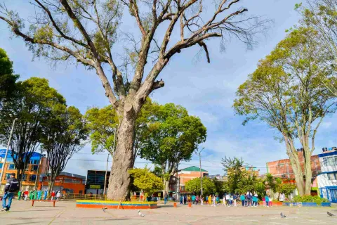 Un árbol gigante en el medio de una plaza con algunas personas alrededor.