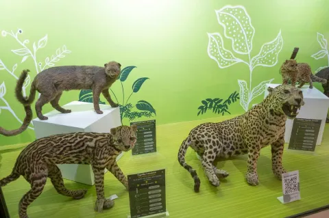 A museum exhibit dedicated to wild cats. On white pedestals are displayed taxidermied specimens such as the margay and the jaguarundi, while a spotted ocelot stands out in the foreground. The green background with leaf illustrations and information panels complement the scene, creating an educational environment that highlights the diversity of these small and medium-sized felines.