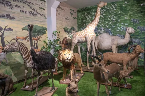 A museum room with a set design that recreates the African savanna. In the center stands a lion with a magnificent mane, surrounded by a giraffe, a zebra, an ostrich, and several antelopes, as well as a camel and a leopard in the background. Murals painted with landscapes and herds in motion complement the exhibit, creating an immersive atmosphere that evokes the diversity and majesty of African wildlife.