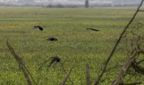 Several birds fly low over a wide wetland covered in green vegetation and yellow flowers, in an open natural landscape under a slightly hazy sky.