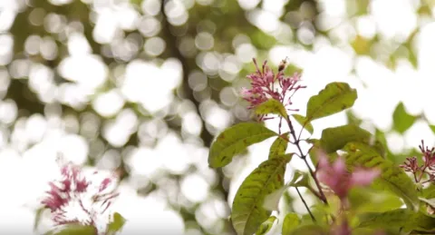 Pink flowers in the foreground, blooming from tree branches, create a beautiful contrast with the green background.