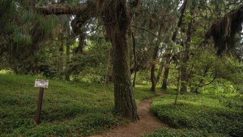 Sendero de tierra que atraviesa un bosque de pinos con abundante vegetación verde; a un lado hay un letrero de madera que indica “Bosque de Pino”.