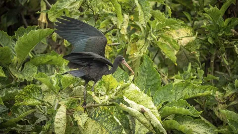 A large, long-winged bird perched atop a green plant.