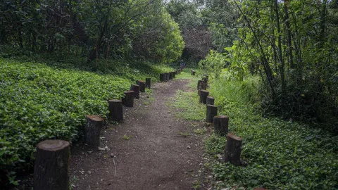 Camino de tierra rodeado de vegetación densa y árboles, delimitado a ambos lados por pequeños troncos de madera que marcan el sendero en un entorno natural.