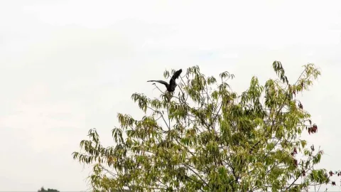 Un pájaro posado en la cima de un árbol, disfrutando de la vista desde lo alto.