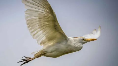 A white bird with a yellow beak flying through the air.