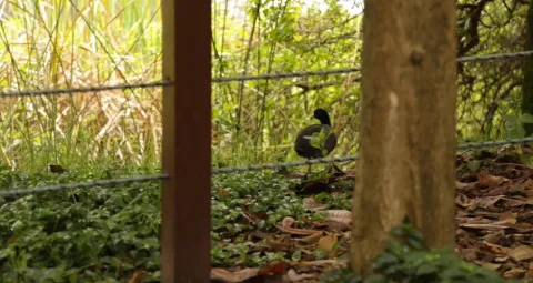 A black-plumaged bird perches on the ground behind some trees.