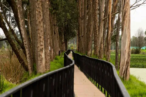 Un camino de madera rodeado de árboles y césped, creando un ambiente natural y acogedor.