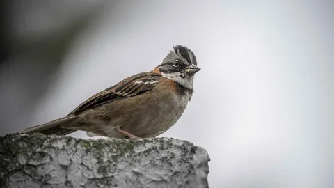 A small bird perched on a tree branch, enjoying the scenery.