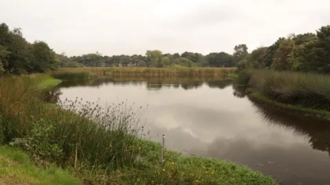 A pond surrounded by grass and trees reflects the tranquil and serene nature of the surroundings.