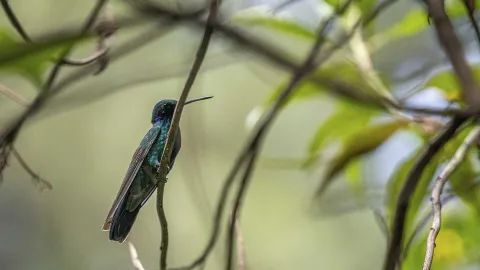 Colibrí de plumaje verde iridiscente posado sobre una rama delgada entre hojas y ramas, con su largo pico apuntando hacia adelante.