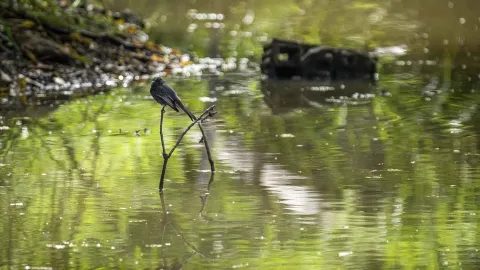 A bird standing on a tree branch over the water.