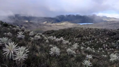  Paisaje natural en el que se observa un extenso terreno verde con montañas, frailejones y una espesa niebla.