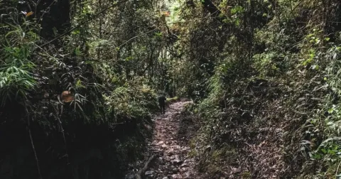 Sendero ecológico rodeado de vegetación densa y árboles en un bosque natural de las montañas de Bogotá.