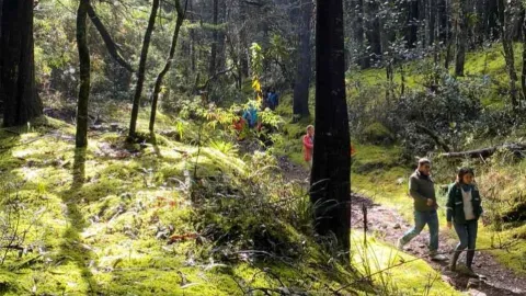 Personas caminan por un sendero natural rodeado de árboles y vegetación en un bosque iluminado por la luz del sol.