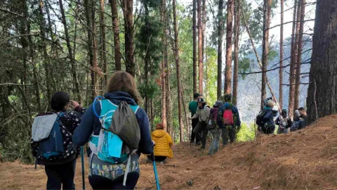 Grupo de personas camina por un sendero en el bosque, equipadas con mochilas y bastones, durante una actividad de senderismo entre árboles altos.